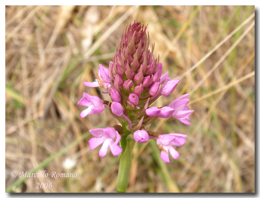 Anacamptis pyramidalis  fotografata allo Zingaro (TP)